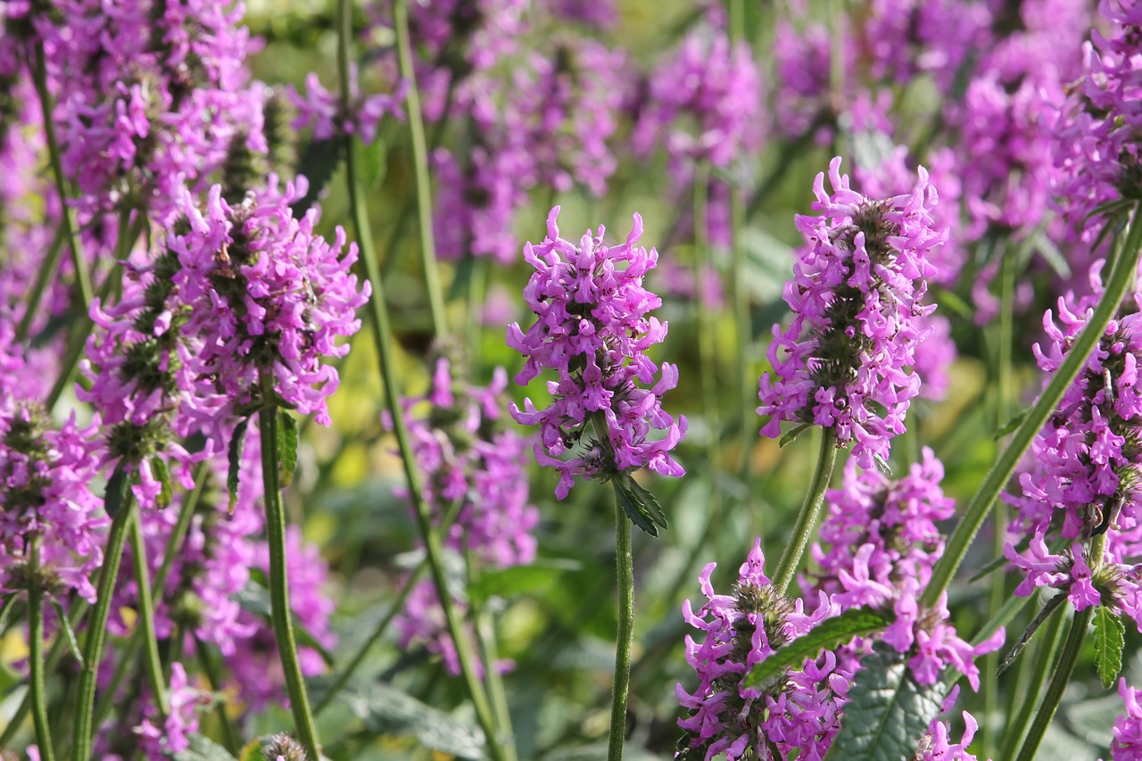 flowers purple floral background free photo