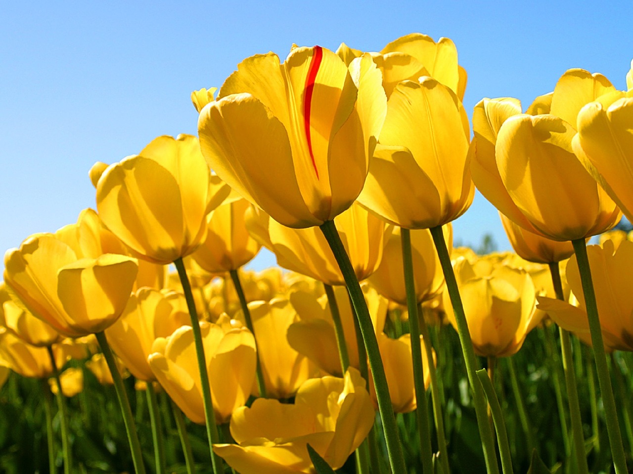 flowers tulips yellow free photo