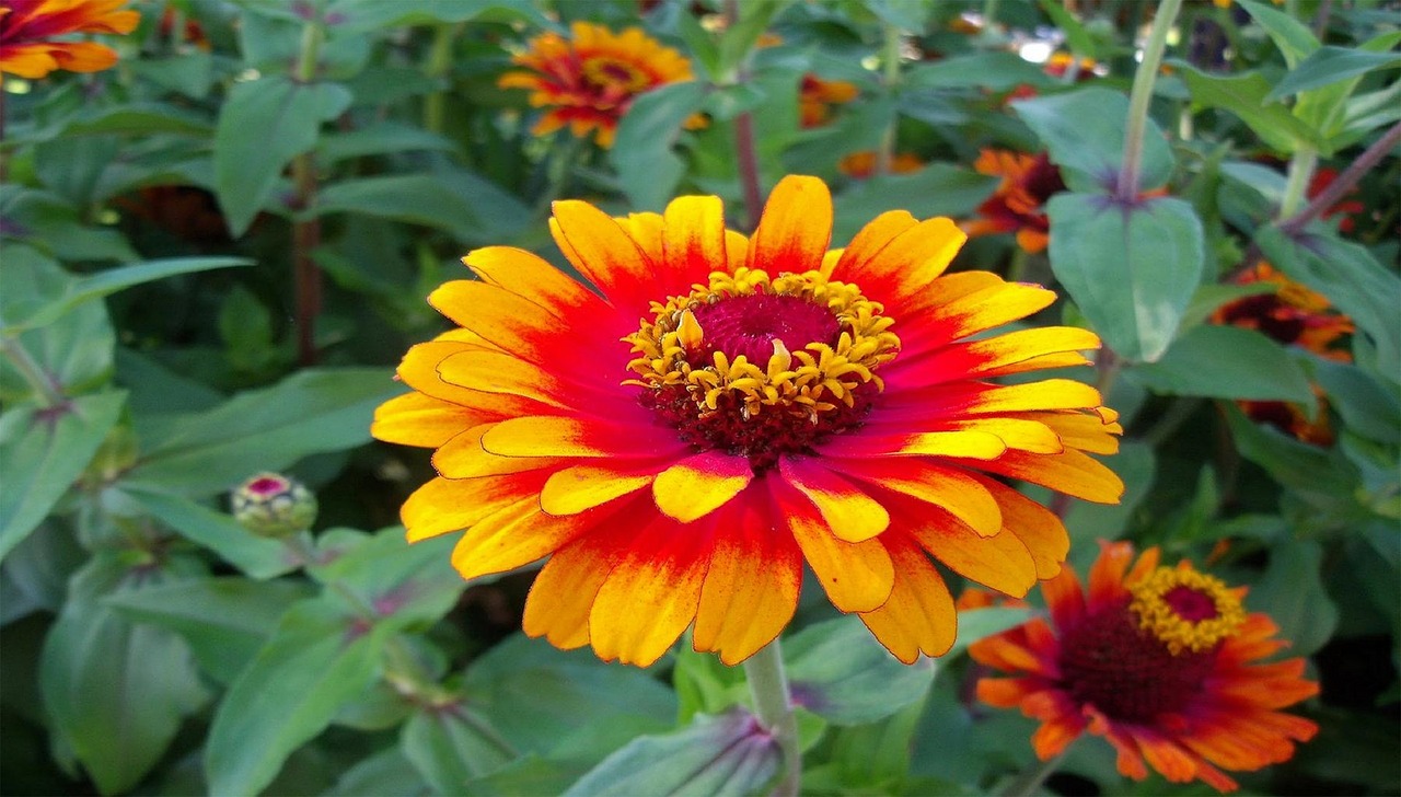 flowers zinnia growing free photo