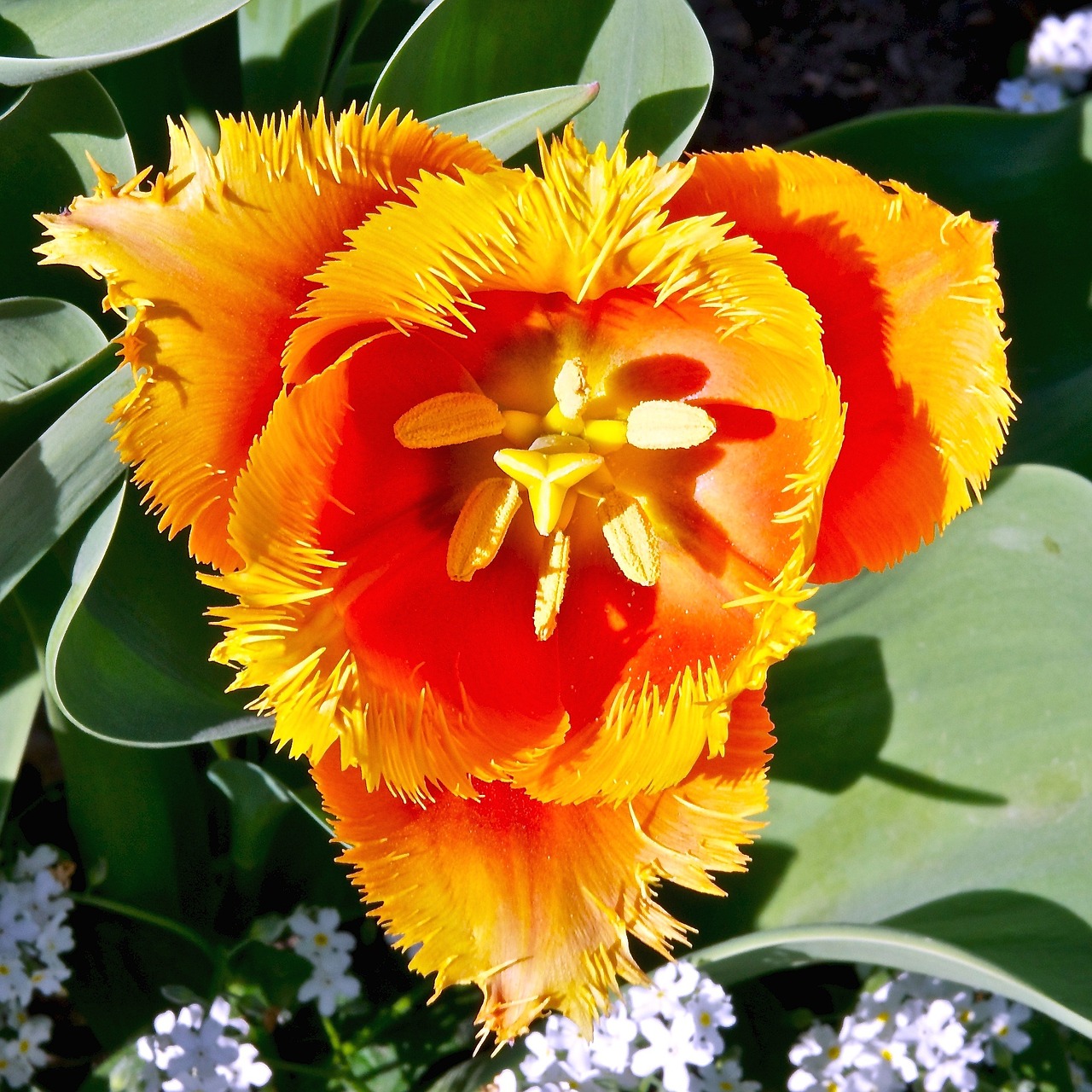 flowers parrot tulip orange free photo