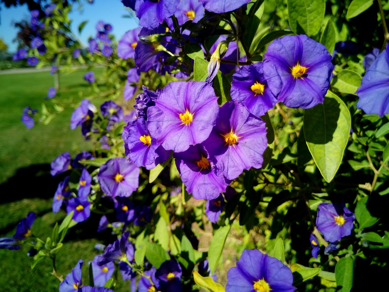 flowers violet landscape free photo