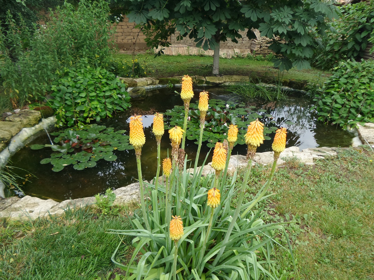 pond garden water free photo