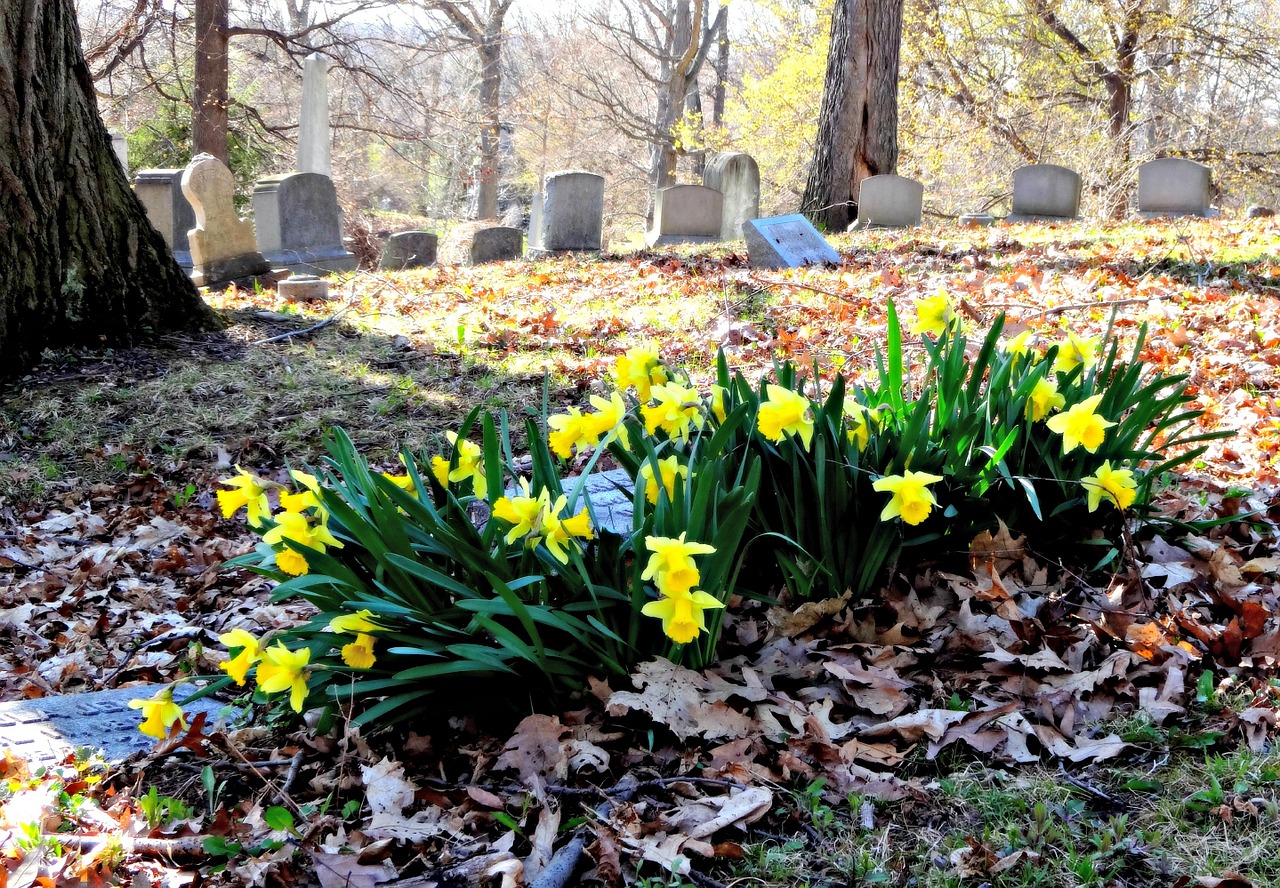 flowers daffodils graveyard free photo