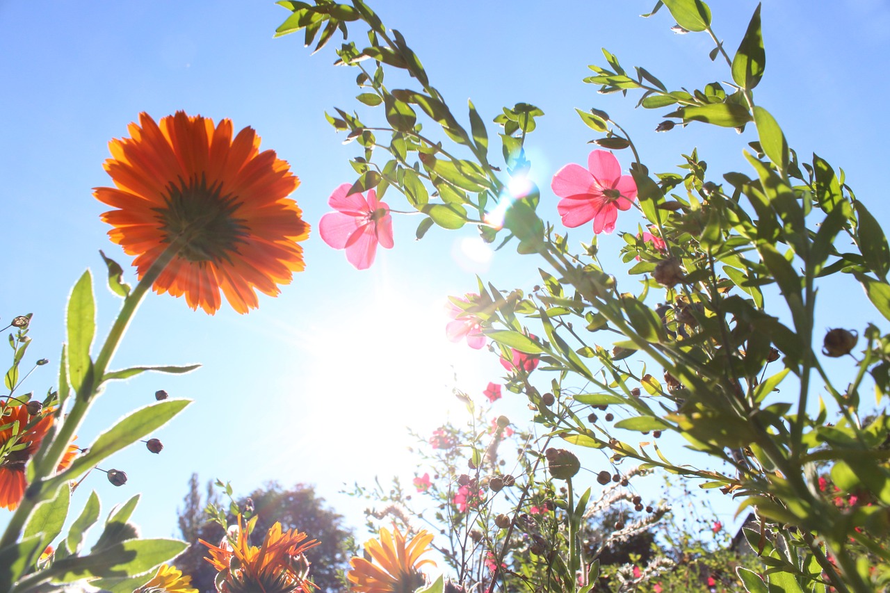 flowers photographed from below gegenlichtaufnahme free photo