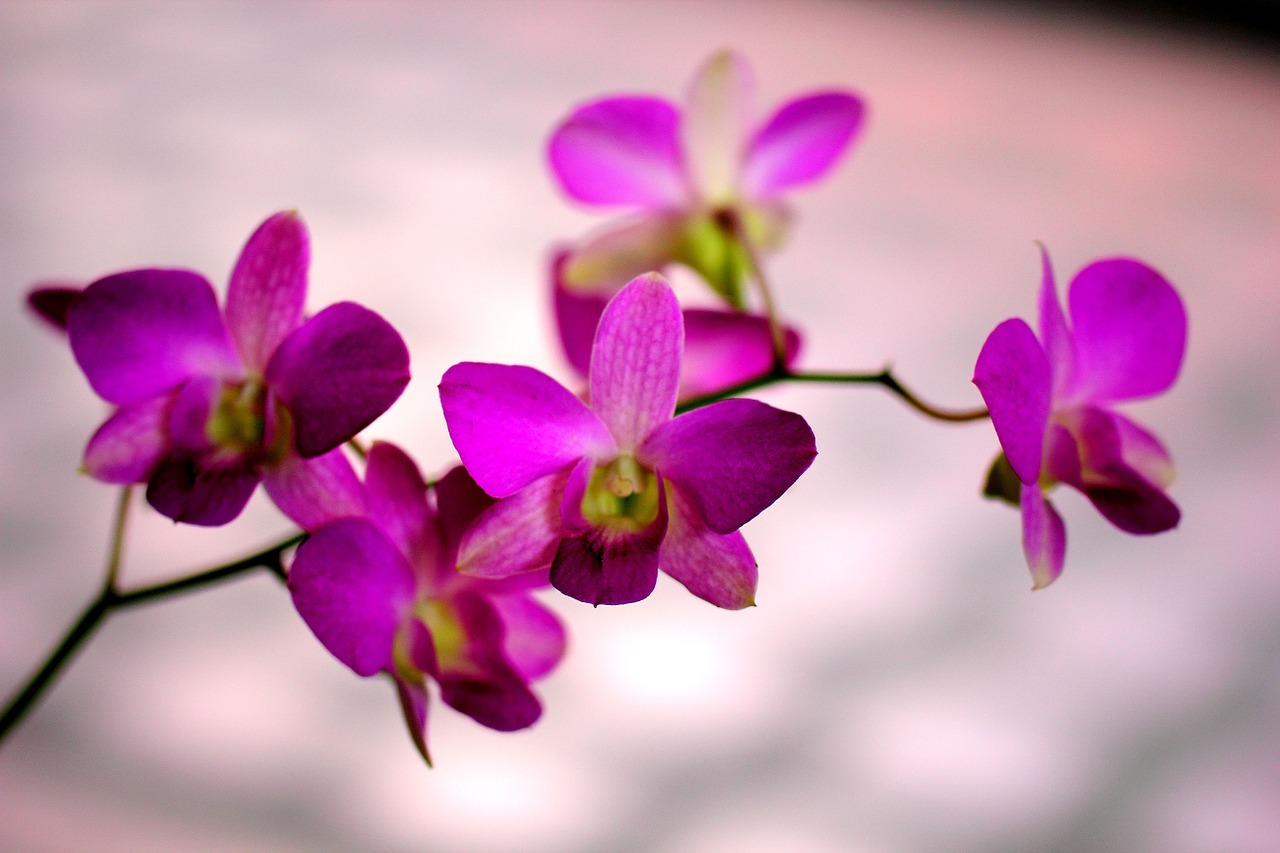 flowers purple lillies free photo