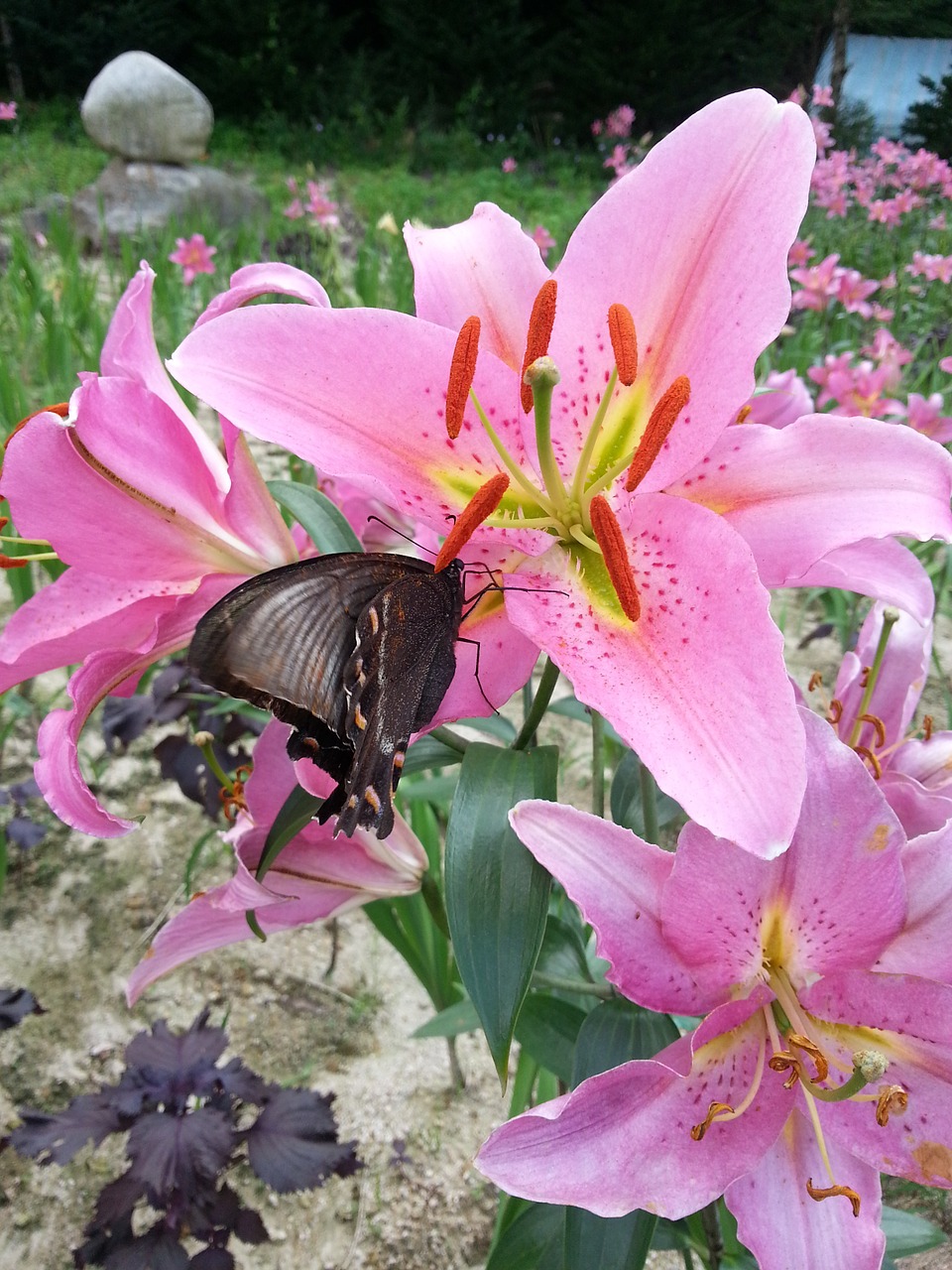 flowers butterfly nature free photo