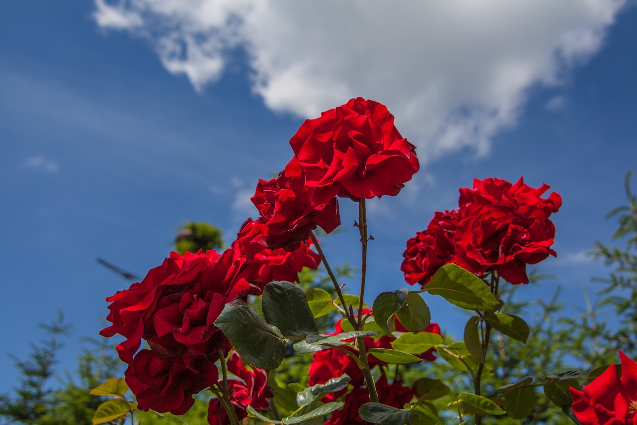 flowers roses red free photo