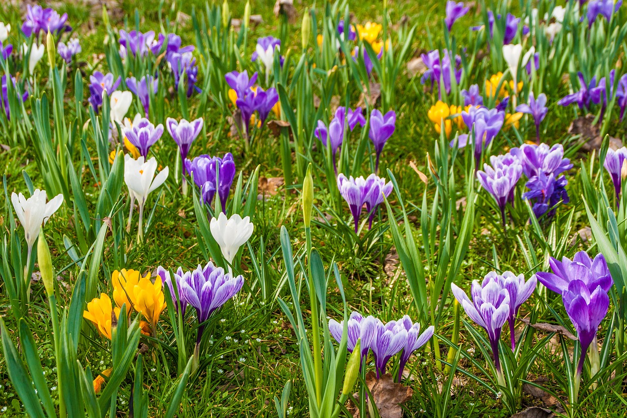 flowers crocus early bloomer free photo