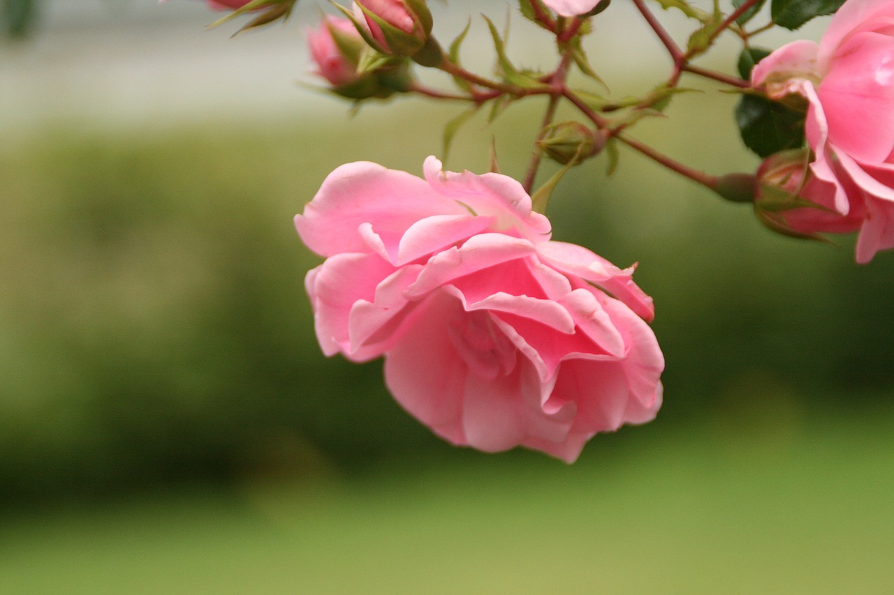 flowers roses nature free photo