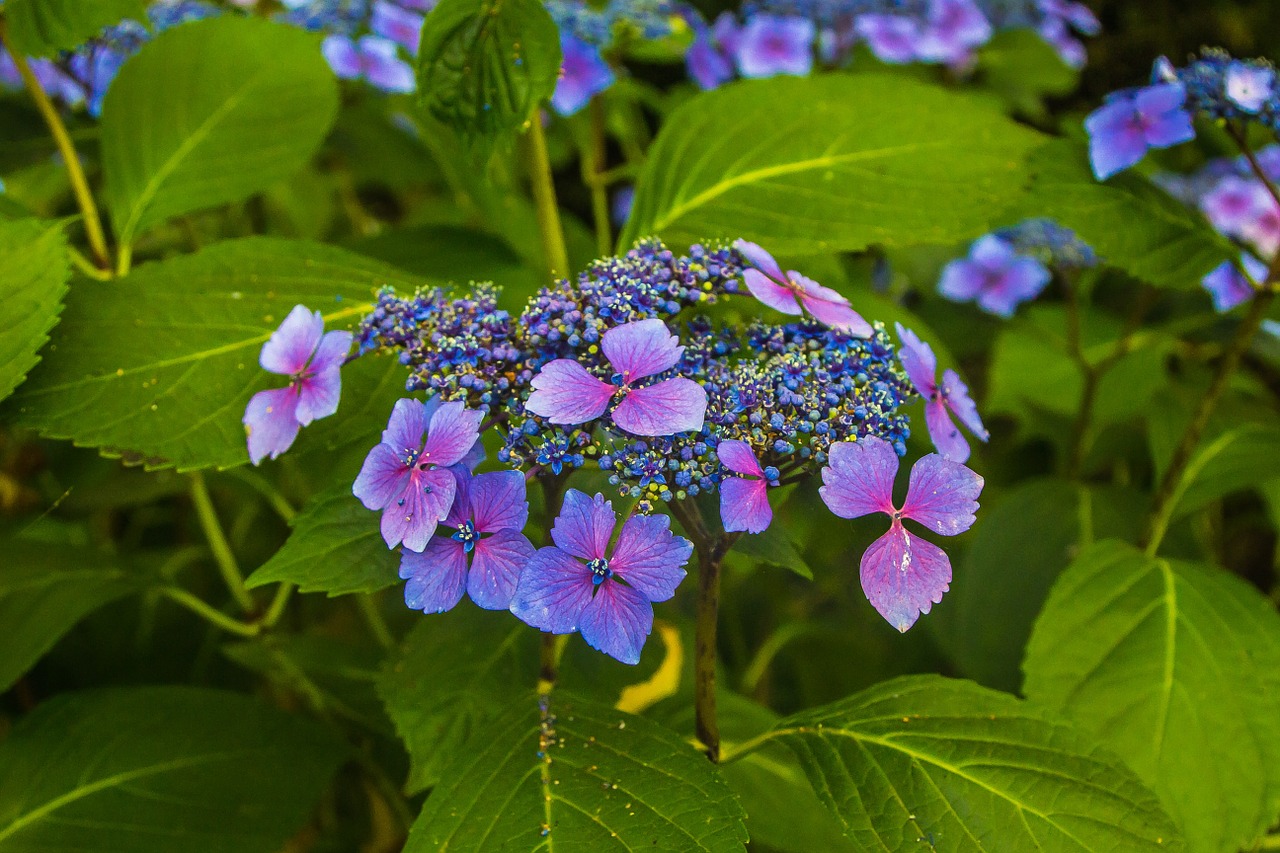 flowers nature purple free photo