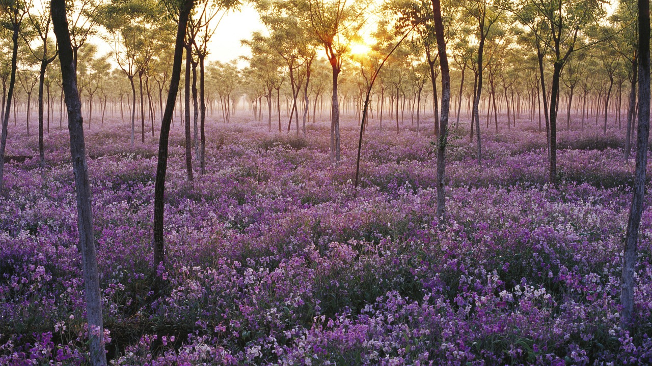 flowers mood landscape free photo