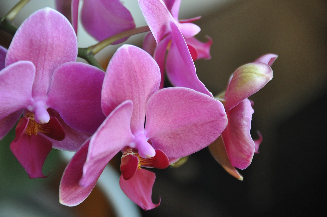 flowers pink orchids free photo