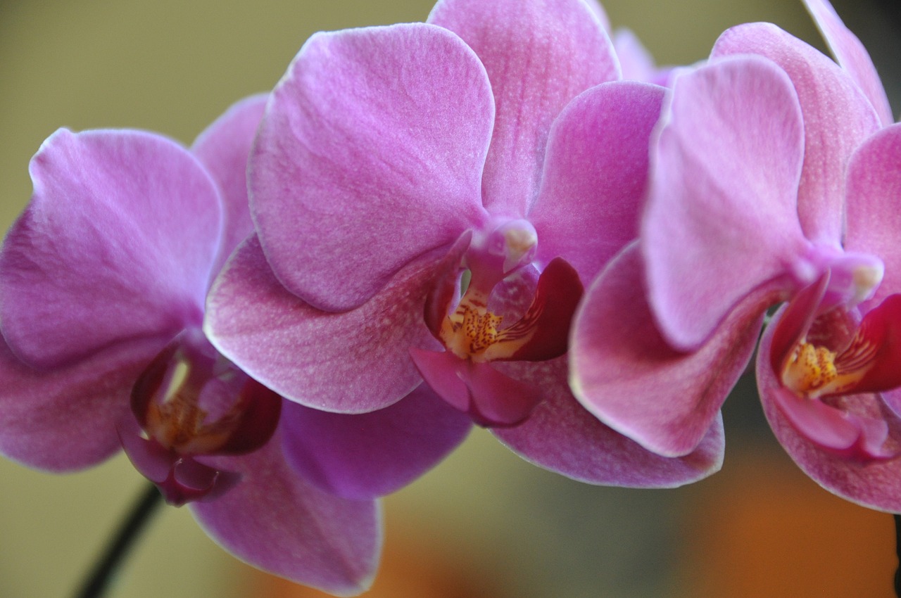 flowers pink orchids free photo