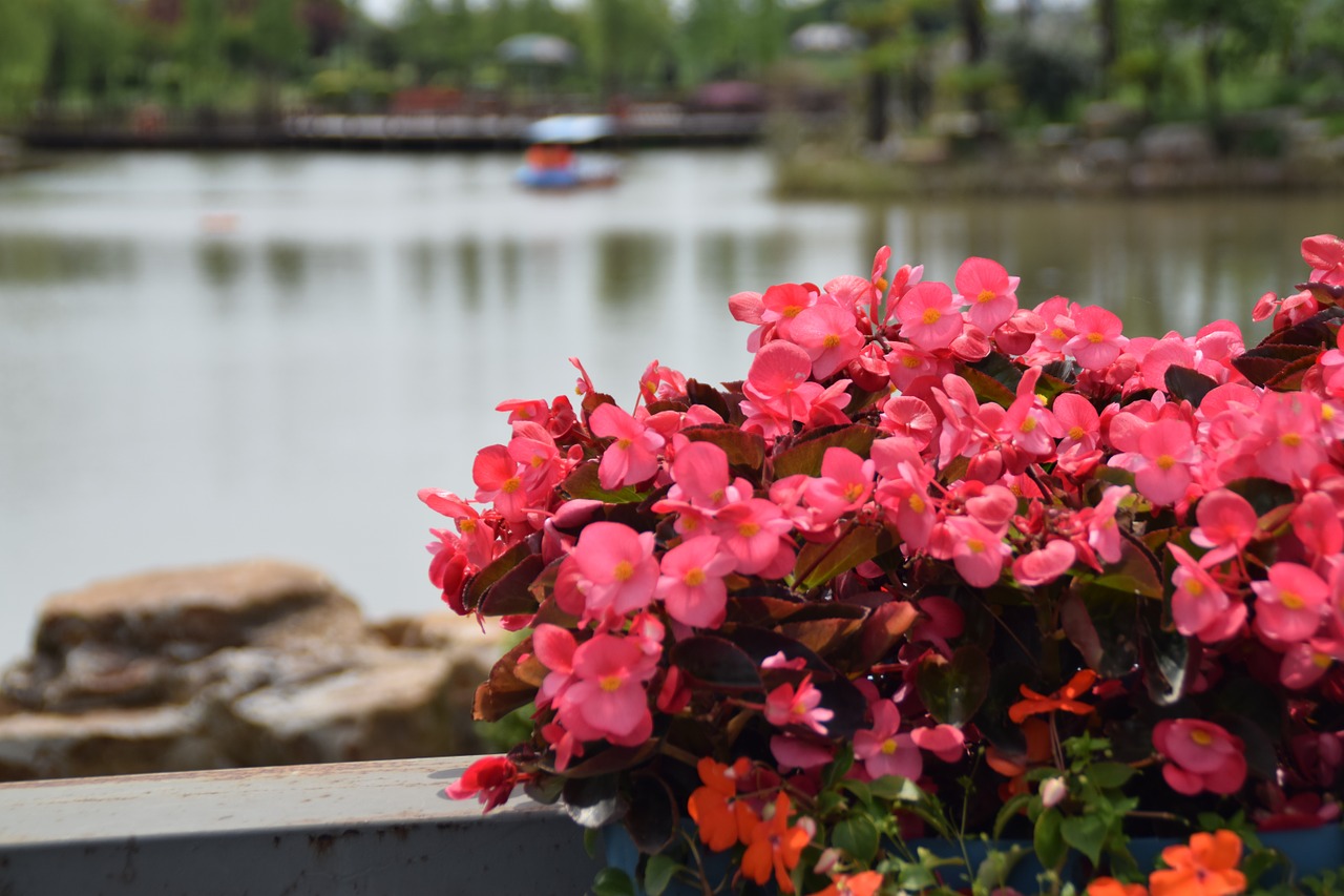 flowers park the scenery free photo