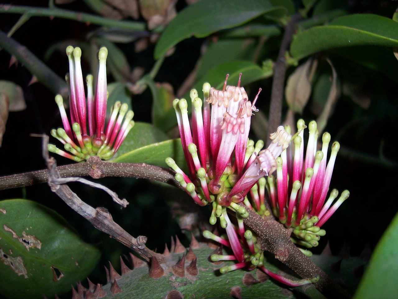 flowers senegal exotic free photo