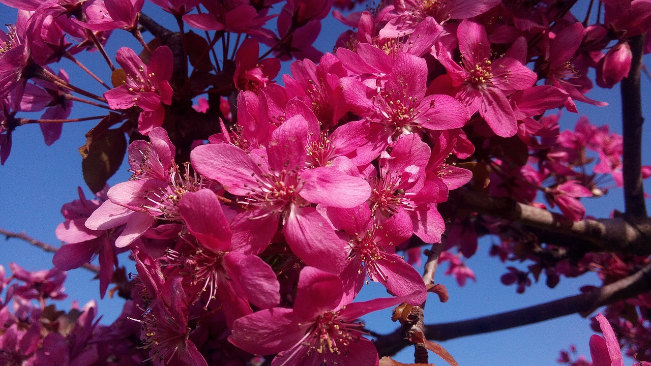 flowers spring flower free photo