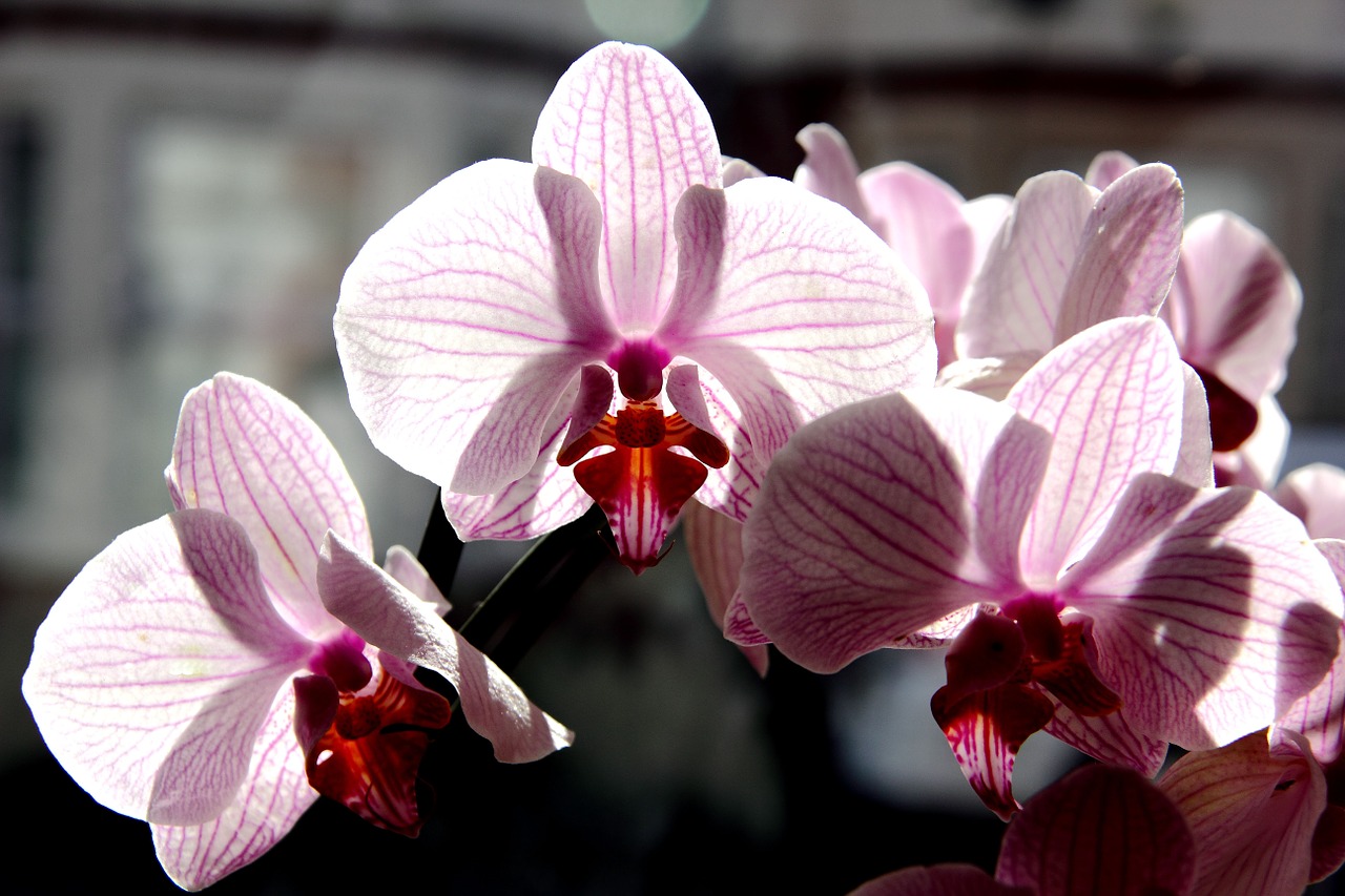 phalaenopsis orchid orchid flowers free photo