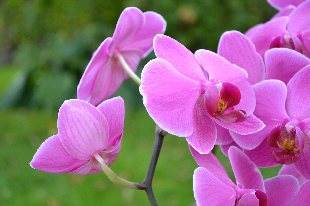 flowers orchids nature free photo