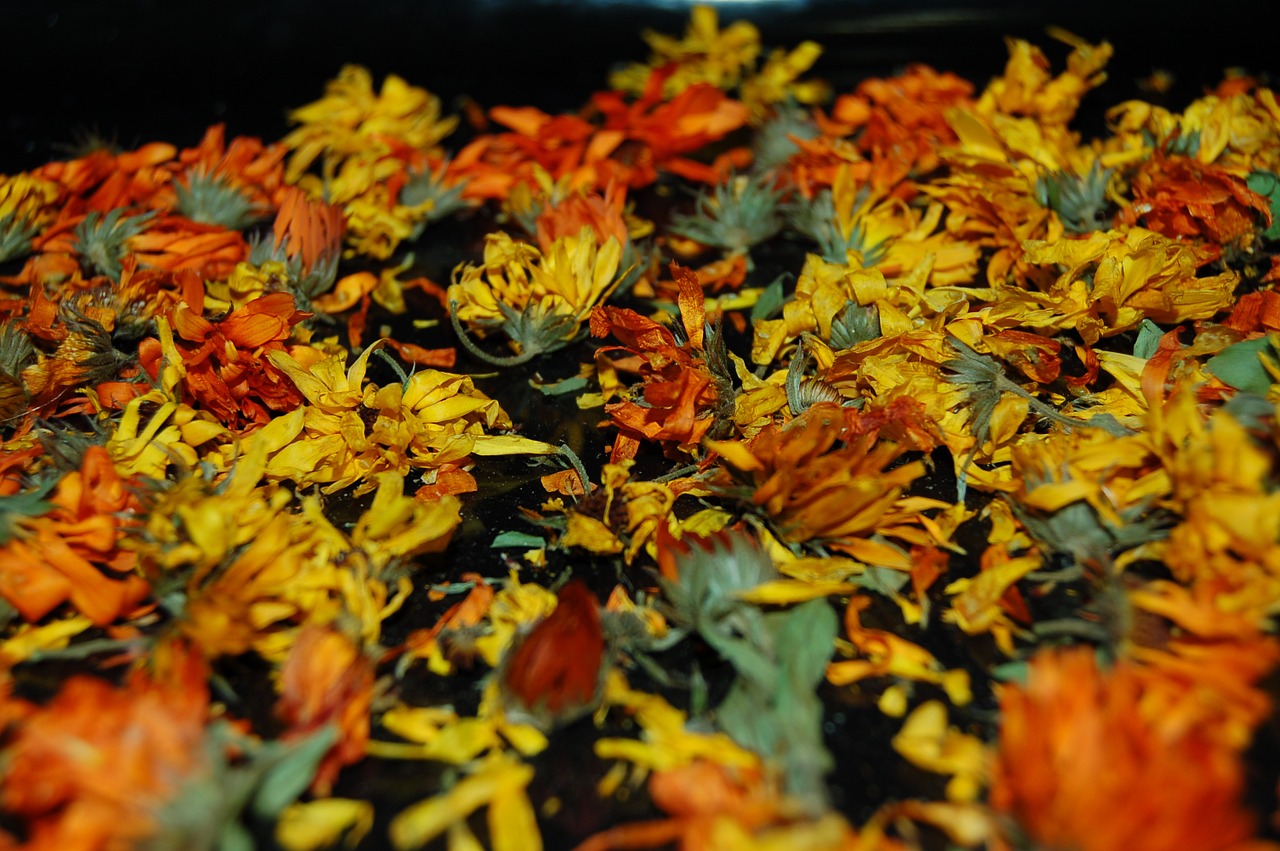 flowers dried flowers herbarium free photo