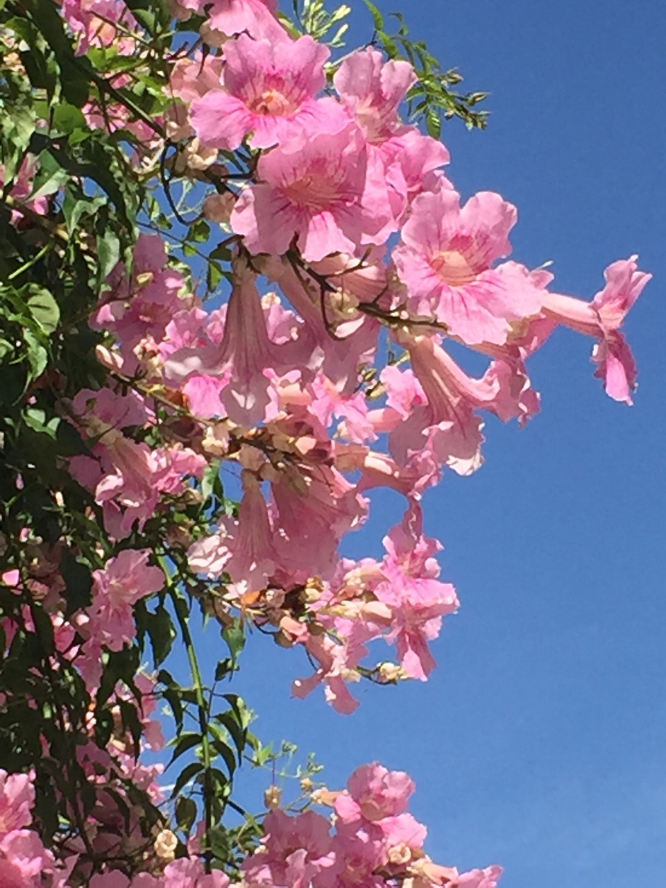 flowers pink nature free photo