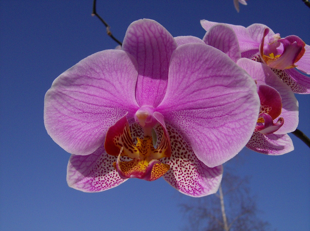 flowers orchid blossom free photo