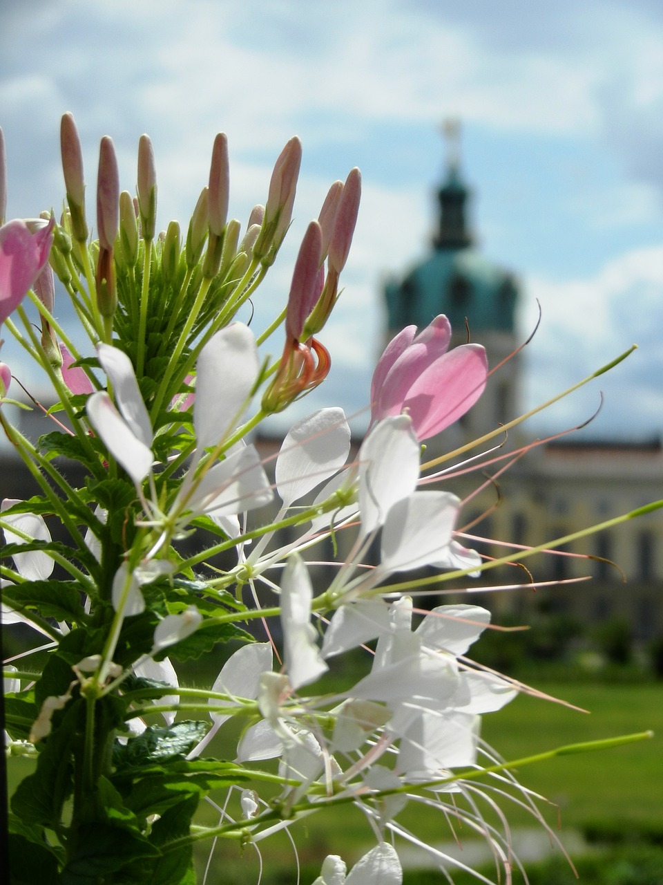 flowers macro zoom free photo