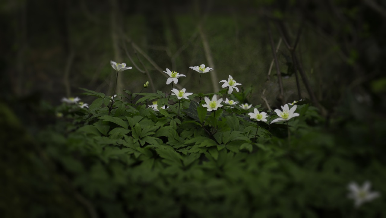 flowers plants white free photo