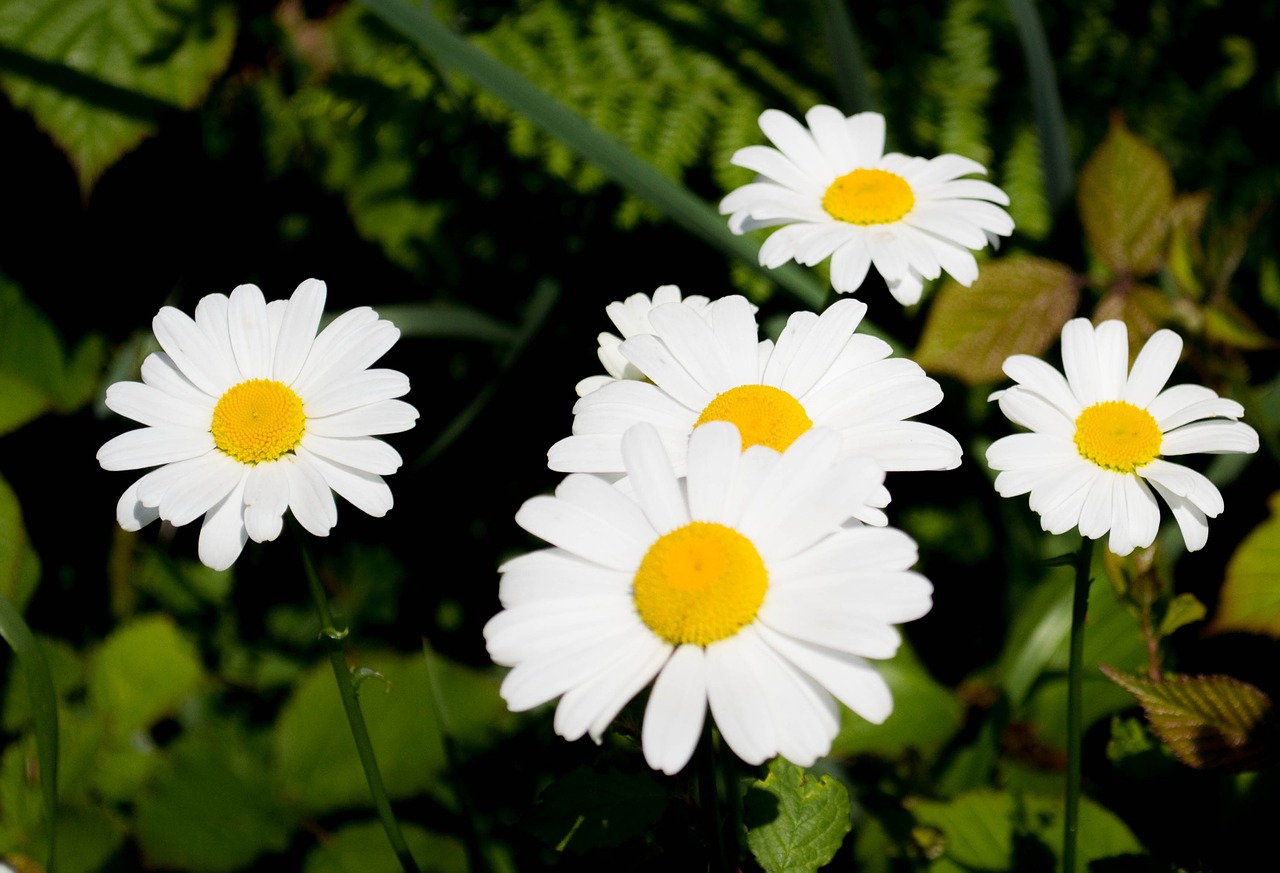 flowers summer flowers bloom free photo