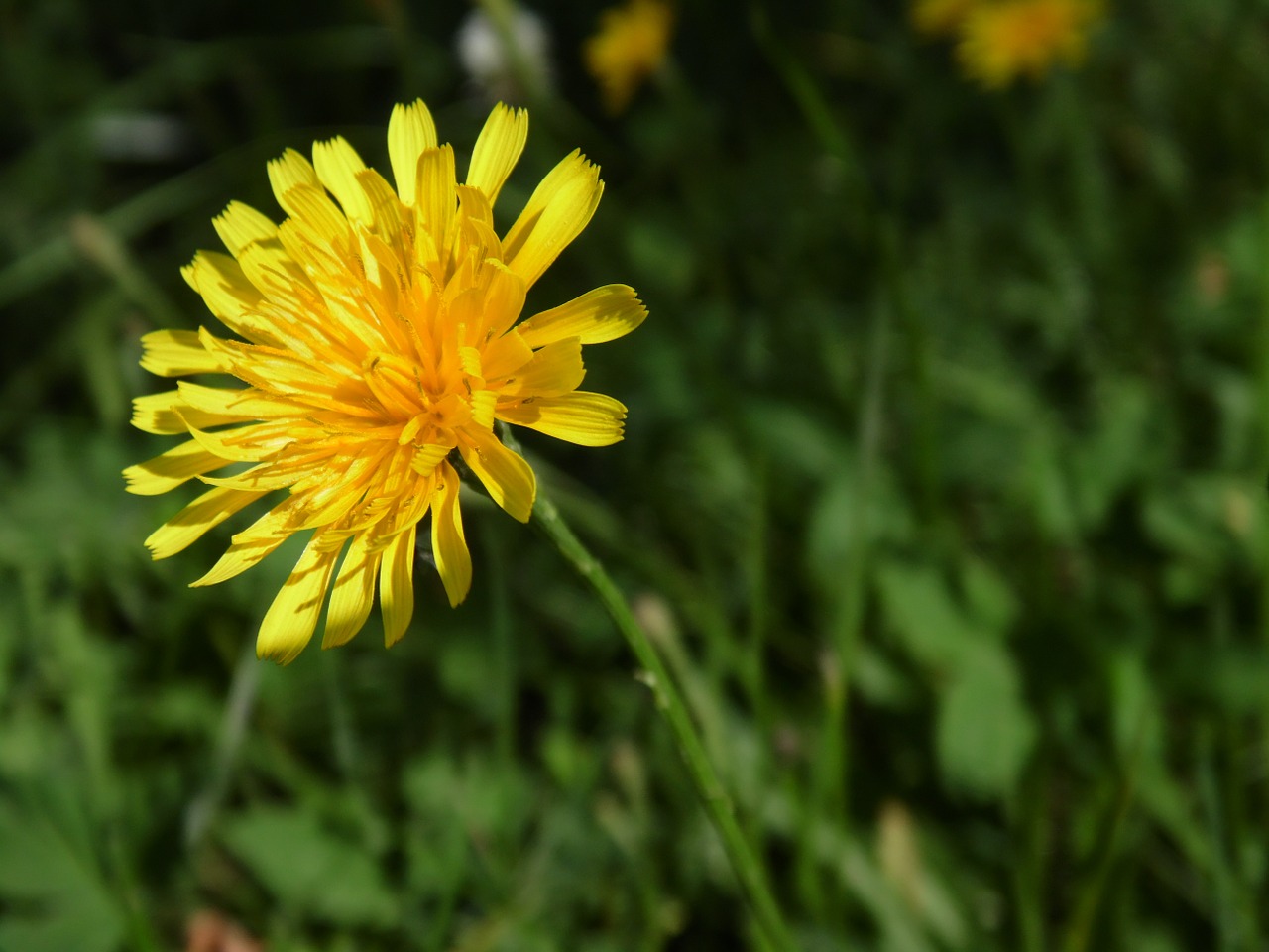 flowers flower summer flowers free photo