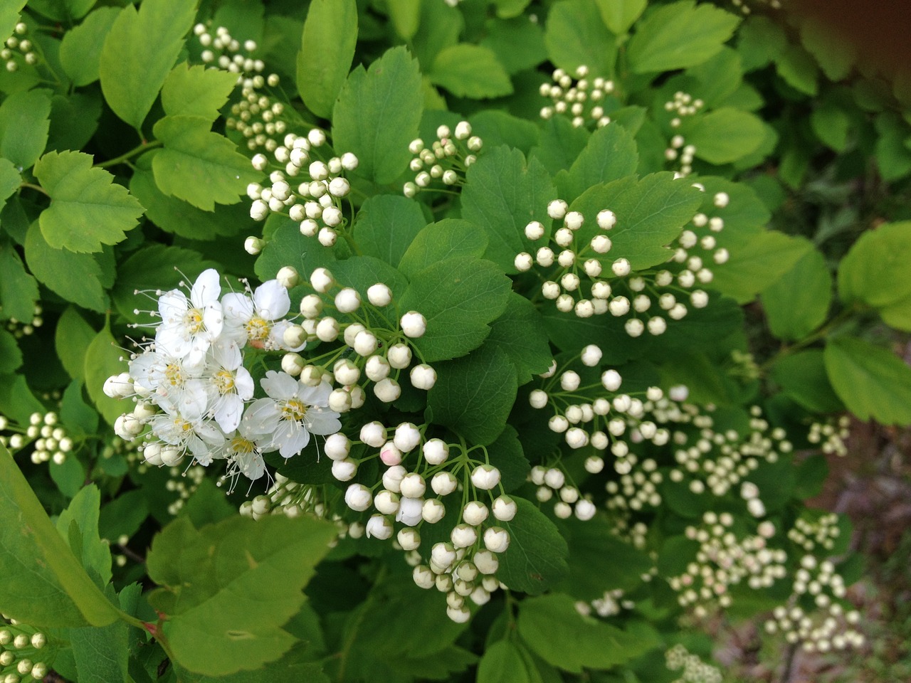 flowers white white flowers free photo