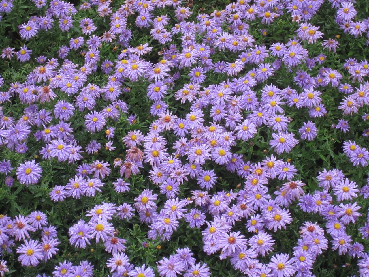 flowers purple purple flower free photo