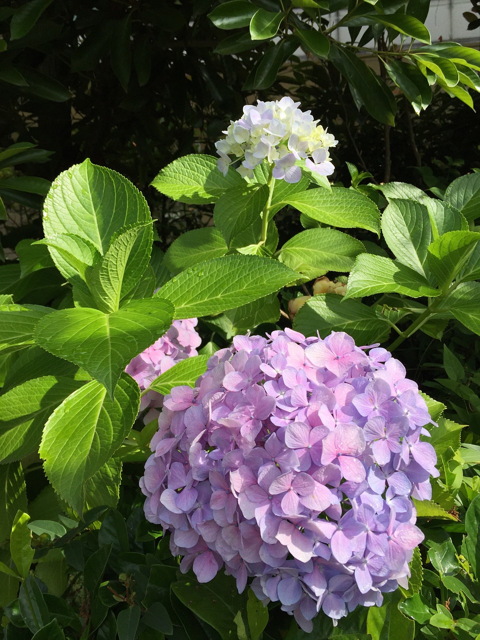 flowers hydrangea beautiful free photo