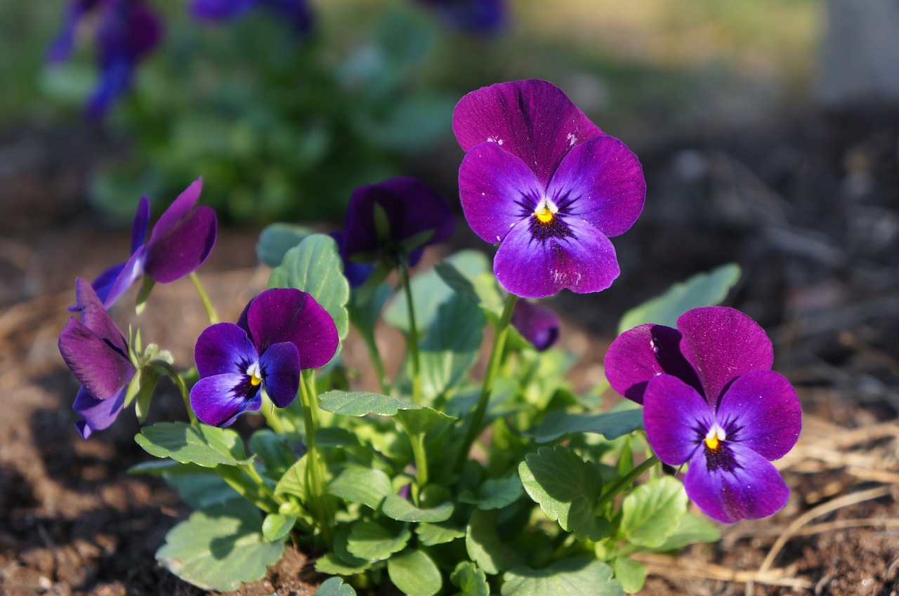 flowers purple sweden free photo