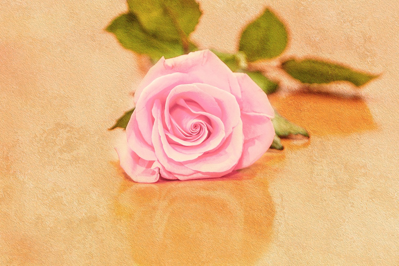 flowers rose pink rose free photo