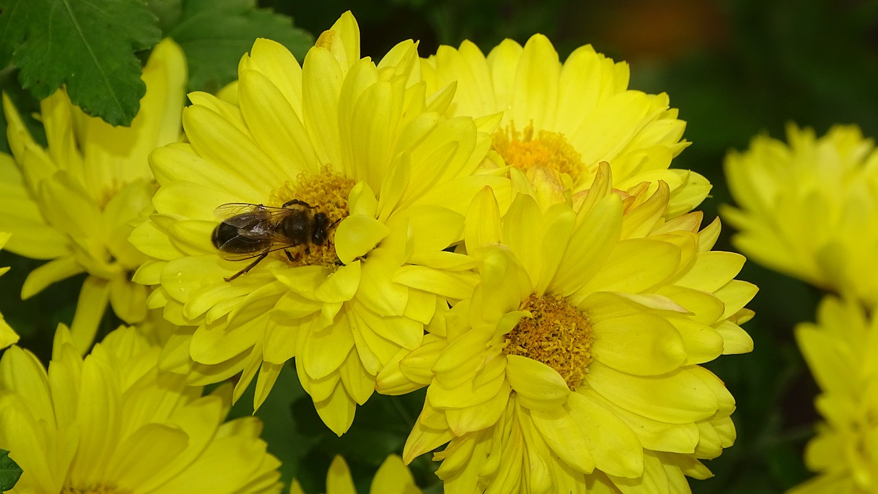 flowers nature plant free photo