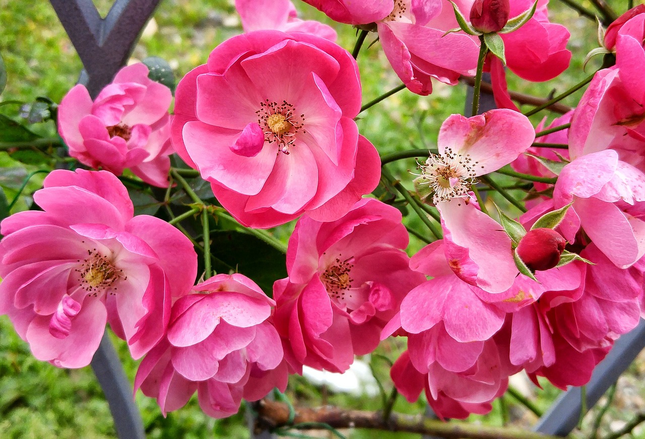 flowers rose bush free photo