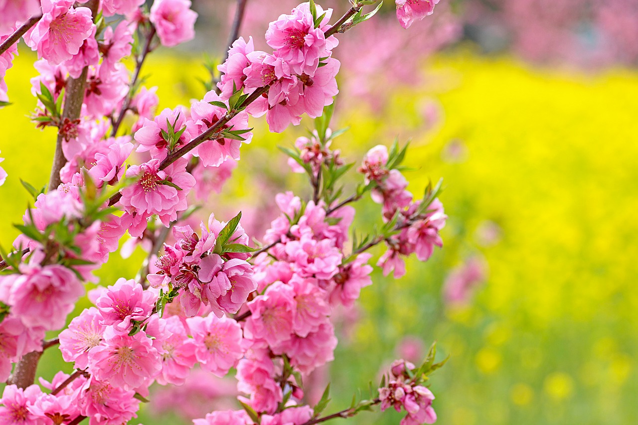 flowers also flowers peach peach blossoms free photo