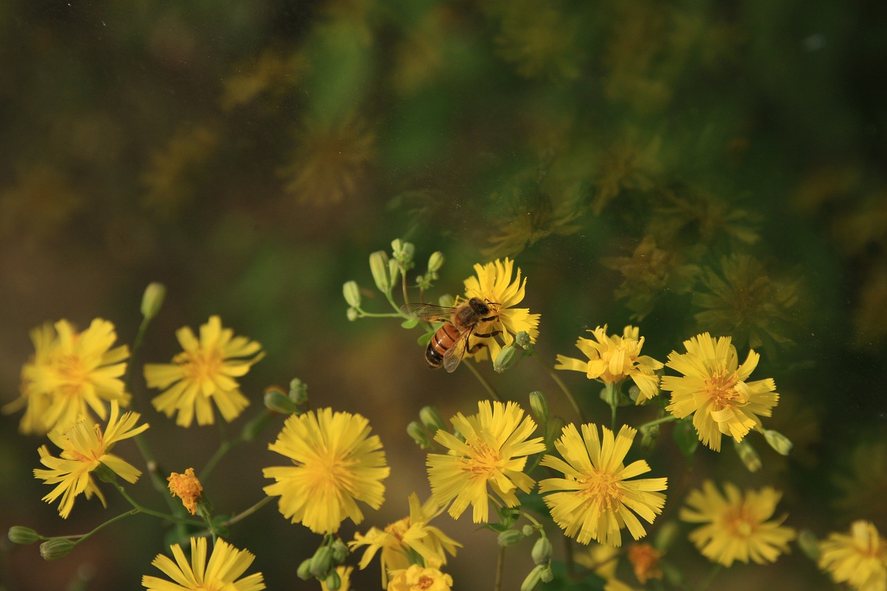 flowers and bees  and their pink blossoms  flowers free photo