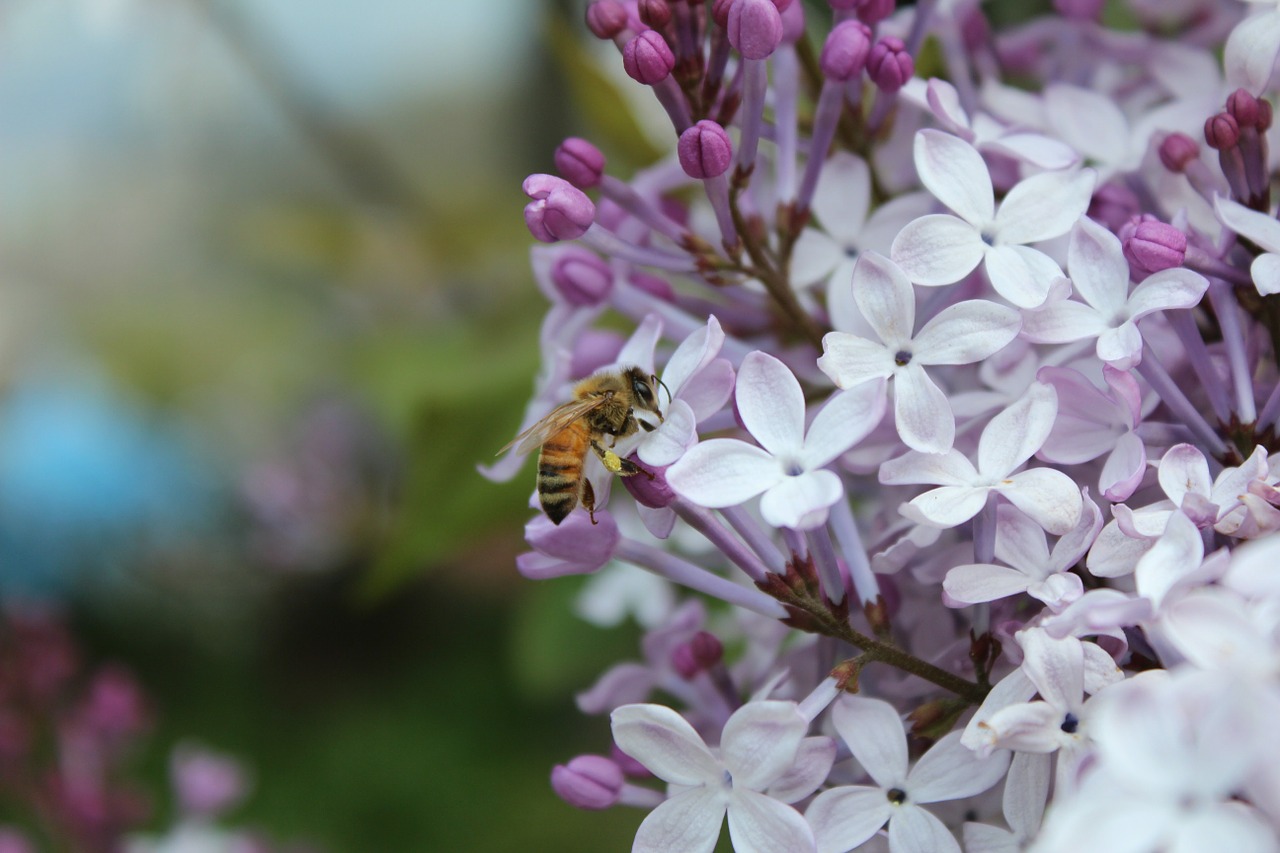 flowers and bees bee flowers free photo