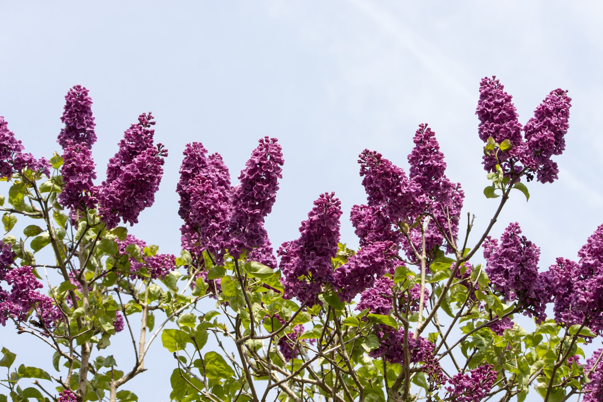 flowers blossom lilac free photo