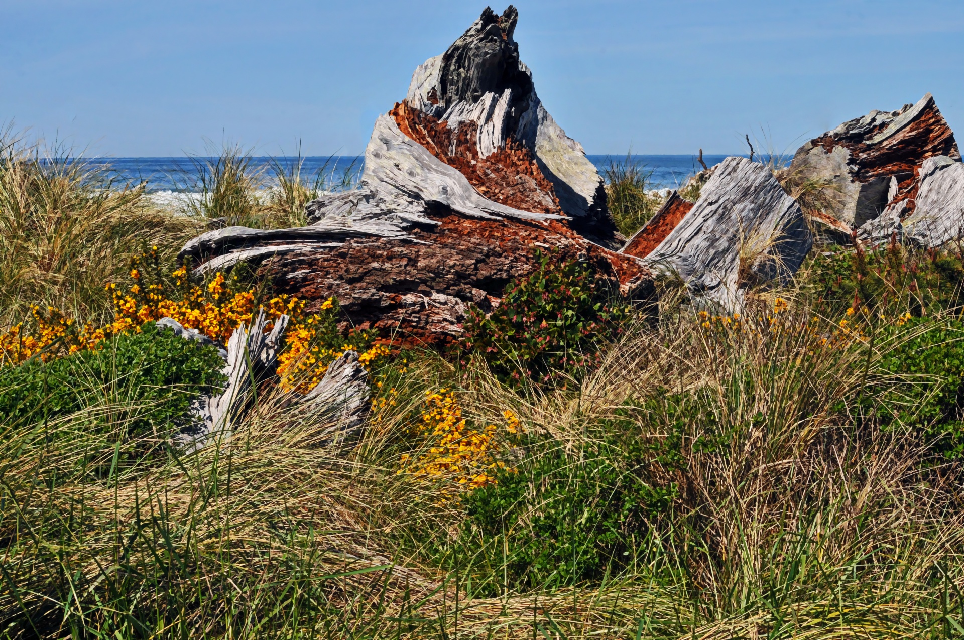 flower flowers driftwood free photo