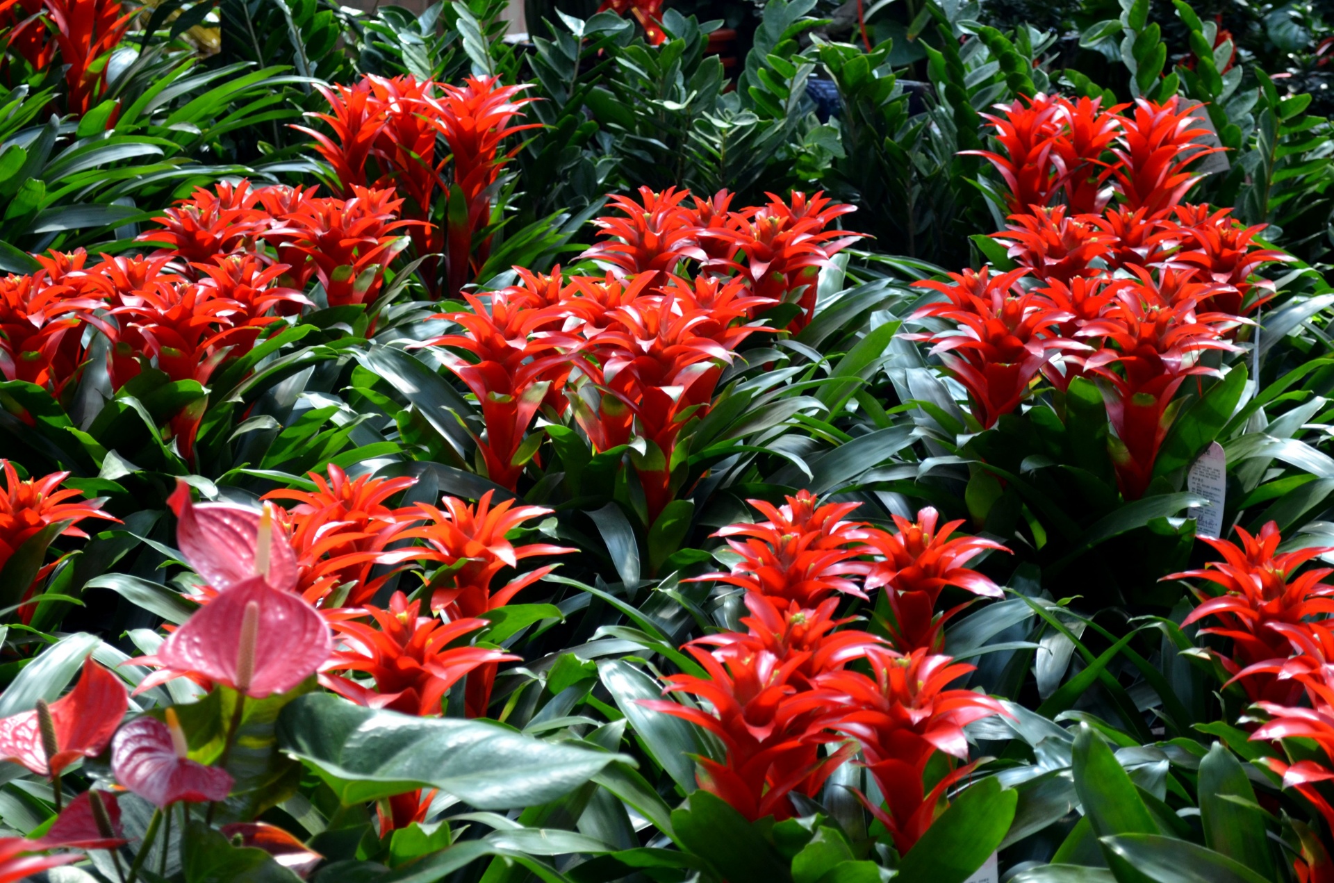 flowers greens plants free photo