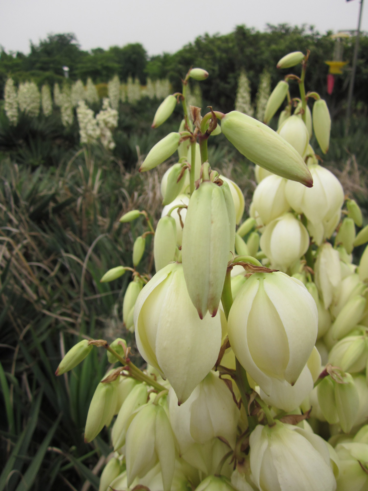 flowers plants flowers and plants free photo