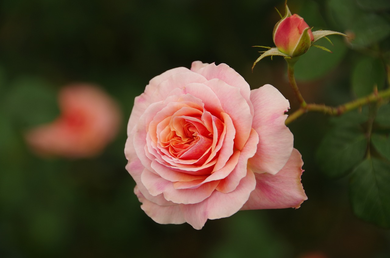 flowers and plants pink rose free photo