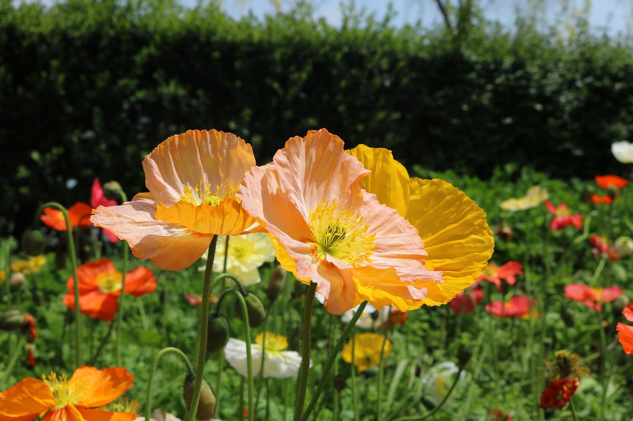 flowers and plants spring sunshine free photo