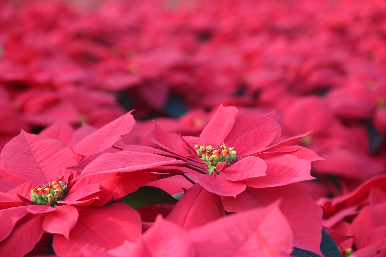 flowers and plants red flowers red free photo