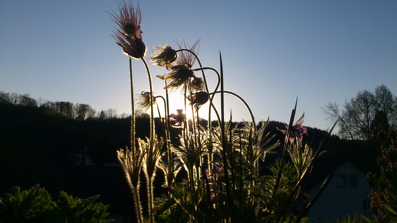 flowers and plants the scenery scenic views free photo