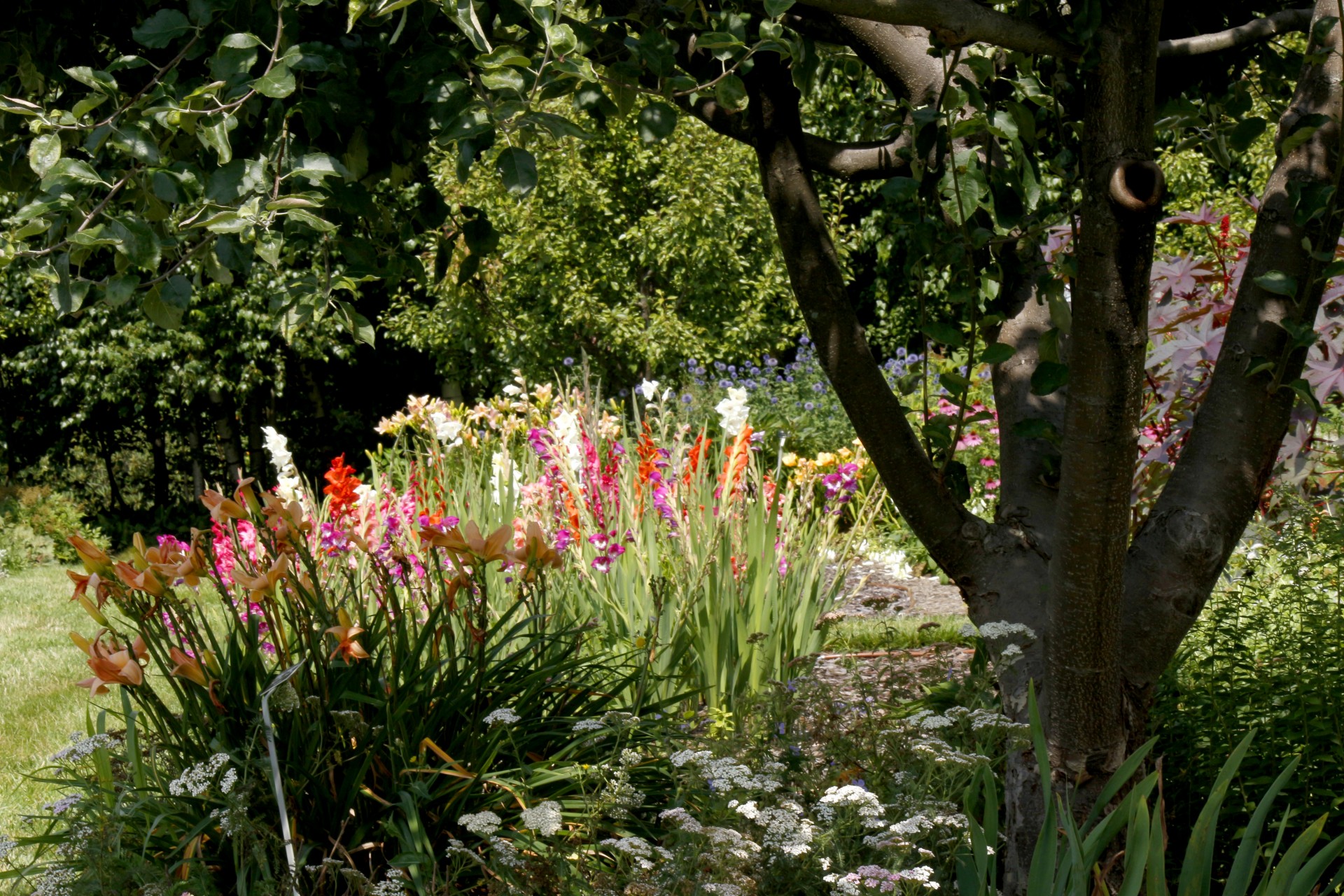 flowers tree garden free photo