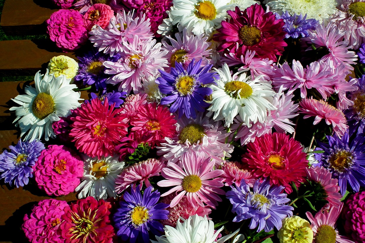 flowers asters  tin  colorful free photo