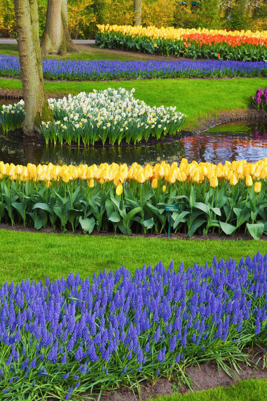 beautiful flower bed free photo